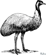 emus ਛਪਣਯੋਗ ਰੰਗਦਾਰ ਪੰਨੇ